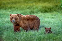 Momma Bear & Cub