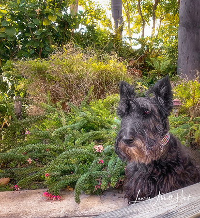 Guardian of the Backyard