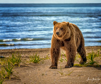 Beach Stroll