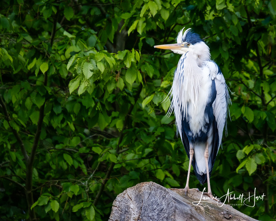 Heron
