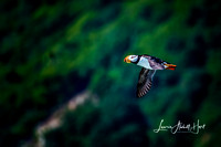 Alaskan Puffin