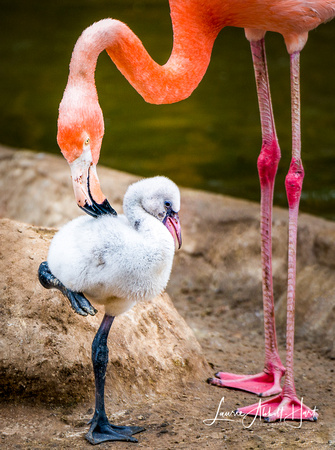Momma’s Love
