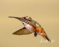 Hummer in Isolation