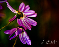 Nature’s Beauty